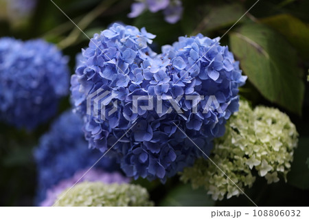 あじさい 2023 あじさい 2023 108806032