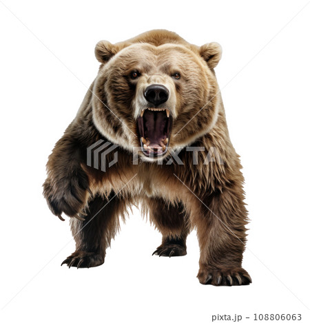 bear standing on its hind legs and growling isolated 108806063