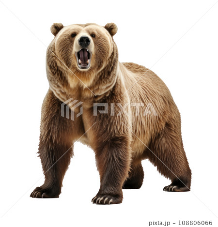 bear standing on its hind legs and growling isolated 108806066