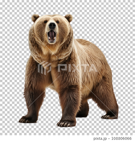 bear standing on its hind legs and growling isolated 108806066