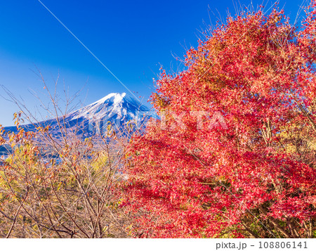 (山梨県)朝日を浴びて光る紅葉と富士山 (山梨県)朝日を浴びて光る紅葉と富士山 108806141