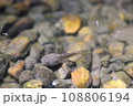 華観音寺のおたまじゃくし 108806194