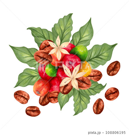 Composition of Arabica and Robusta coffee berries with coffee beans and leaves with flowers. Marker illustration in watercolor style. Coffee day. Production, harvest. Hand drawn isolated art 108806195