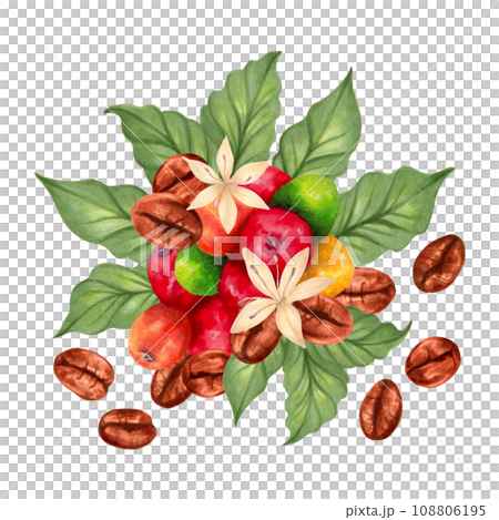 Composition of Arabica and Robusta coffee berries with coffee beans and leaves with flowers. Marker illustration in watercolor style. Coffee day. Production, harvest. Hand drawn isolated art 108806195