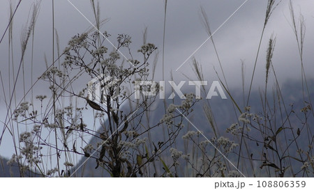 秋のホソバアキノゲシ 秋のホソバアキノゲシ 108806359