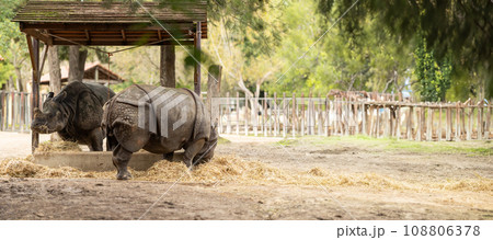 A Majestic Rhinoceros Enjoying a Hay Feast in the Confines of a Zoo 108806378