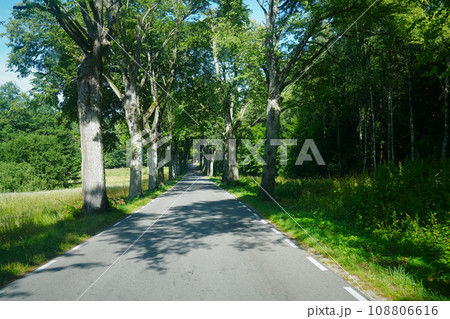 Scenic and Hazardous Journey: Endless Asphalt Road Lined with Parallel Poplar Trees 108806616