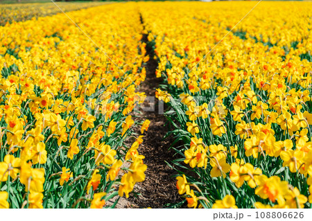 Breathtaking Field of Yellow Daffodils in Beautiful Netherlands in April 108806626