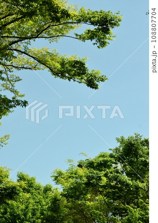 新芽が光輝く春の訪れ 新芽が光輝く春の訪れ 108807704