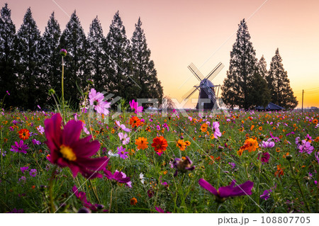 あけぼの山農業公園 朝焼けの染まるコスモス畑 あけぼの山農業公園 朝焼けの染まるコスモス畑 108807705