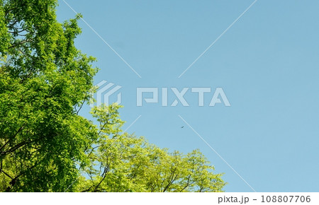 新芽が光輝く春の訪れ 108807706