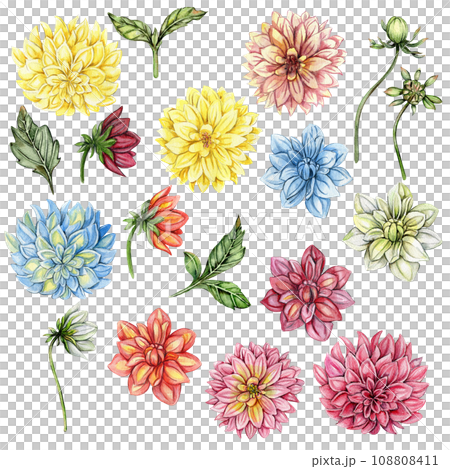 Dahlia, watercolor flower set. Hand drawn illustration. Summer garden. Design for baby shower party, birthday, cake, holiday celebration design, greetings card,invitation. Dahlia, watercolor flower set. Hand drawn illustration. Summer garden. Design for baby shower party, birthday, cake, holiday celebration design, greetings card,invitation. 108808411