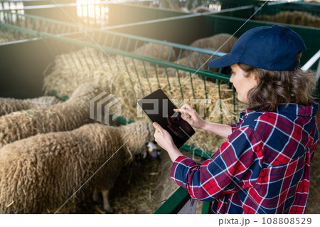 Woman farmer with tablet in a sheepfold. Herd management Woman farmer with tablet in a sheepfold. Herd management 108808529