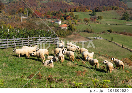 Sheep graze in a pasture 108809620