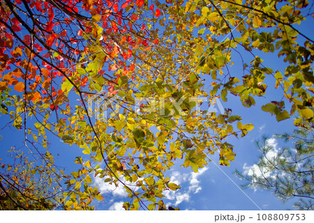 青空に透けるマルバノキとコナラの紅葉、マルバの葉の形はハート型、秋に輝く(横) 青空に透けるマルバノキとコナラの紅葉、マルバの葉の形はハート型、秋に輝く(横) 108809753