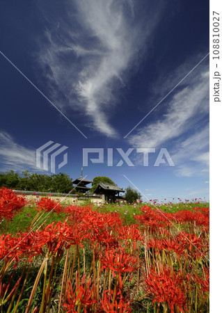 青空と彼岸花のある風景 108810027