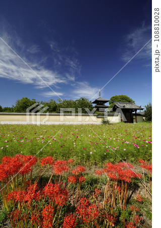 青空と彼岸花のある風景 108810028