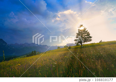 The sun shining through a tree on a green meadow, a vibrant rural landscape with blue sky before sunset 108810177
