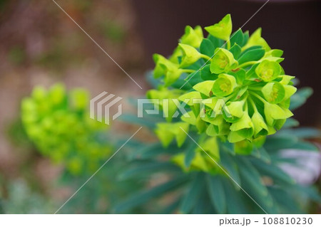 ユーフォルビア　ウルフェニー 108810230