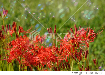 群生する彼岸花と飛ぶシャボン玉 108810262