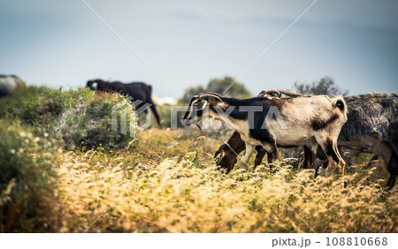 Goats on the meadow Goats on the meadow 108810668