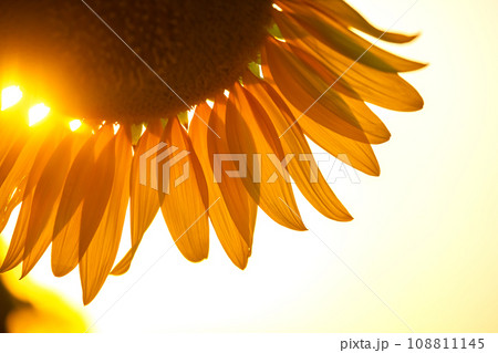 flower petals of a sunflower close-up in the sunbeams against the background of the sky flower petals of a sunflower close-up in the sunbeams against the background of the sky 108811145