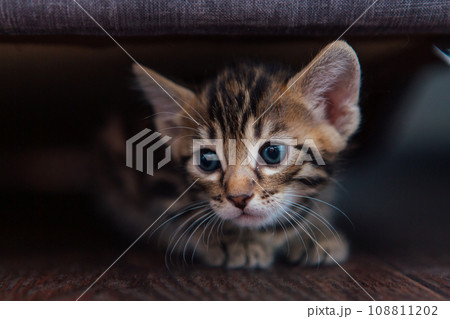 A month-old brown Bengal kitten laying on a wooden floor under the sofa. 108811202