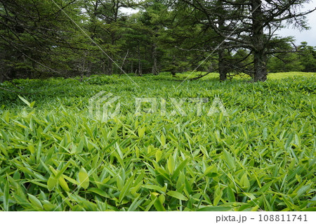 池の平湿原　笹と木々 108811741