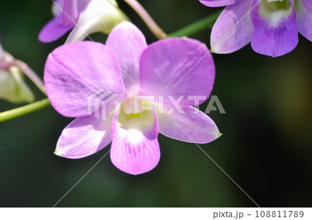 purple orchid or white and purple orchid flower, orchid or ORCHIDACEAE 108811789