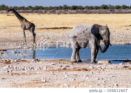 African Elephant drinking at a waterhole 108812607
