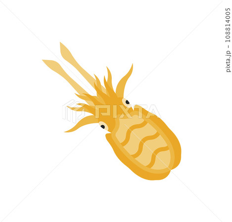 Cuttlefish Illustration Cuttlefish Illustration 108814005