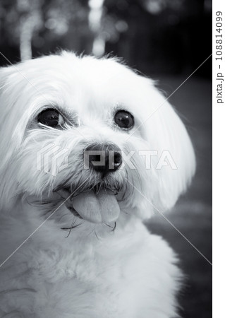 White maltese bichon on the grass outdoors 108814099