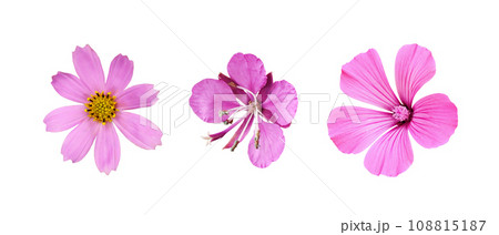 Set of different pink flowers (lavatera, cosmea, epilobium) isolated on white 108815187