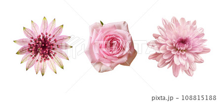Set of different pink flowers (rose, astrantia, chrysanthemum) isolated on white Set of different pink flowers (rose, astrantia, chrysanthemum) isolated on white 108815188