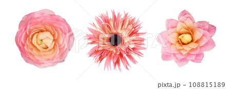 Set of different pink flowers (ranunculus; gerbera; kalanchoe) isolated on white 108815189
