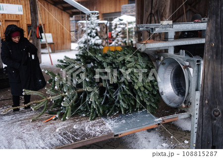 Females looks at the process of packing Christmas tree Females looks at the process of packing Christmas tree 108815287