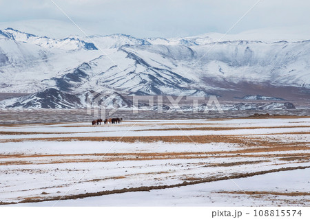 A herd of horses in the snowy mountain steppe. 108815574