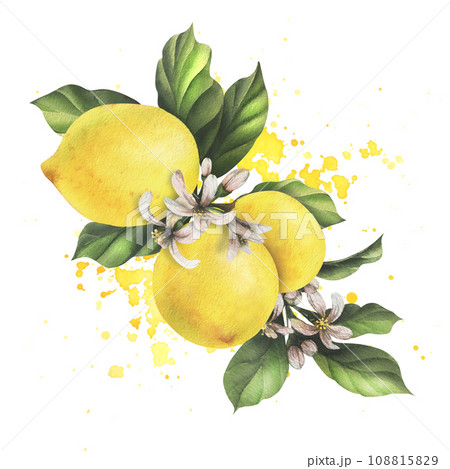 Lemons are yellow, juicy, ripe with green leaves, flower buds on the branches, whole. Watercolor, hand drawn botanical illustration. Isolated object on a white background 108815829
