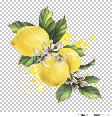 Lemons are yellow, juicy, ripe with green leaves, flower buds on the branches, whole. Watercolor, hand drawn botanical illustration. Isolated object on a white background 108815829
