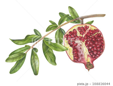 Pomegranate Branch with leaves. Watercolor botanical illustration of red Fruit half on a tree. Hand drawn clip art on isolated white background. Painting of ripe sweet food for prints Pomegranate Branch with leaves. Watercolor botanical illustration of red Fruit half on a tree. Hand drawn clip art on isolated white background. Painting of ripe sweet food for prints 108816044