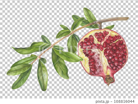 Pomegranate Branch with leaves. Watercolor botanical illustration of red Fruit half on a tree. Hand drawn clip art on isolated white background. Painting of ripe sweet food for prints Pomegranate Branch with leaves. Watercolor botanical illustration of red Fruit half on a tree. Hand drawn clip art on isolated white background. Painting of ripe sweet food for prints 108816044