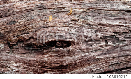 The image shows a detailed view of a dark-colored tree bark. Old rotten wood as a backdrop. Wood texture. 108816213