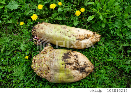A photo of two root vegetables lying on a bed of grass and dandelions. Two large fodder beets lie on the soil near the flowers. 108816215