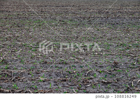 A field with small plants growing in rows, indicating an agricultural setting. View of the field after the corn crop has been harvested. Background. 108816249