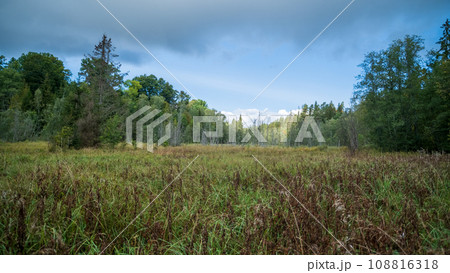 Swampy terrain with plants in summer, features of swamps with different types of plants in summer. Swampy terrain with plants in summer, features of swamps with different types of plants in summer. 108816318