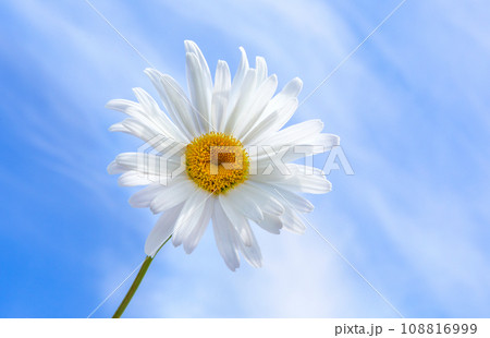White camomile in blue sky close-up 108816999