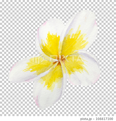 White frangipani illustration. Watercolor hand drawn clip art of exotic flower plumeria. Tropical painting for wedding invitations, spa and massage salon prints, cosmetic packing, travel guides White frangipani illustration. Watercolor hand drawn clip art of exotic flower plumeria. Tropical painting for wedding invitations, spa and massage salon prints, cosmetic packing, travel guides 108817100