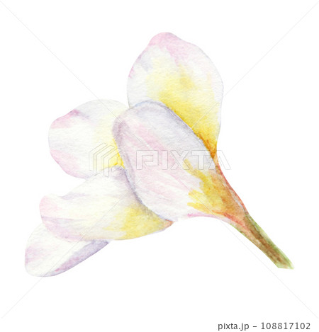 White frangipani illustration. Watercolor hand drawn clip art of exotic flower plumeria. Tropical painting for wedding invitations, spa and massage salon prints, cosmetic packing, travel guides 108817102
