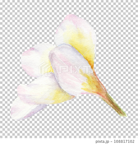 White frangipani illustration. Watercolor hand drawn clip art of exotic flower plumeria. Tropical painting for wedding invitations, spa and massage salon prints, cosmetic packing, travel guides 108817102
