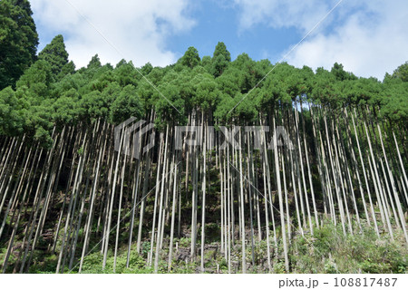 北山杉 京都市北区中川 北山杉 京都市北区中川 108817487